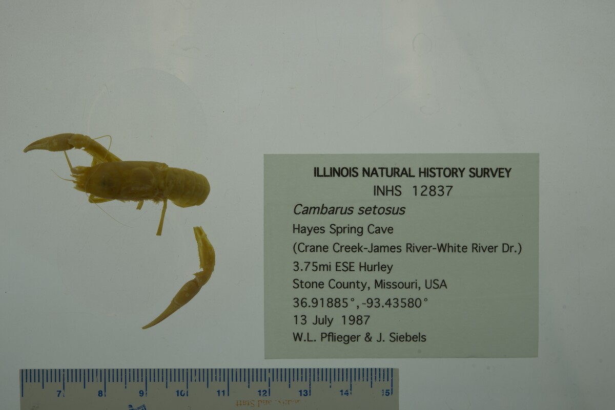 Cambarus setosus image